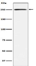 MYH11 Antibody