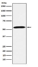 Emi1 Antibody