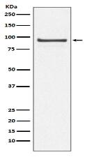 Cdc27/APC3 Antibody
