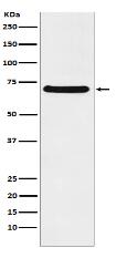 p60 CAF1 Antibody