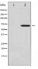 Phospho-Ezrin (Tyr478) Antibody