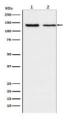 Exportin 5 Antibody