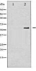 Phospho-CDC25A (Ser75) Antibody