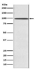 SUN1 Antibody