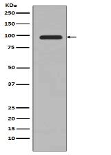 PI 3 Kinase Class 3 Antibody