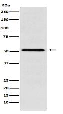 BAF57/SMARCE1 Antibody