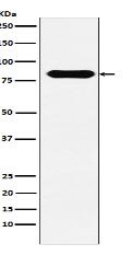 CD98 Antibody