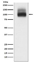Band 3 / CD233 Antibody