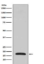 p16 ARC Antibody