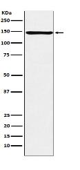ORP150 Antibody