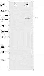 Phospho-ATP1 alpha1/Na+K+ ATPase1 (Ser23) Antibody