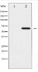 Phospho-Ezrin (Tyr353) Antibody