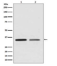 WNT2 Antibody