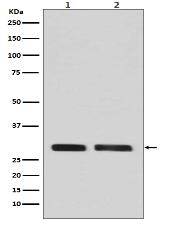 Phospho-CDK1/2/3 (T14) Antibody