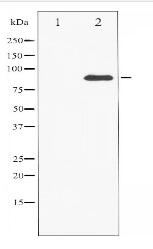 Cortactin Antibody