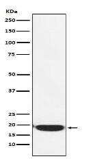 PERP Antibody
