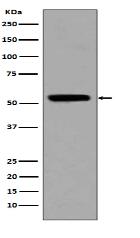 p53 (acetyl K370) Antibody