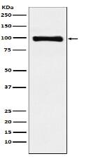 PIWIL1 Antibody