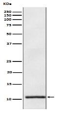 Apolipoprotein A II Antibody