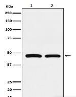 FDFT1 Antibody