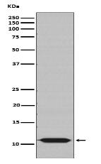 Cpn10 Antibody