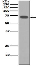 YAP1 Antibody