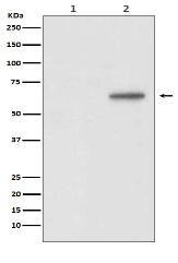 Phospho-AKT1 (T450) Antibody