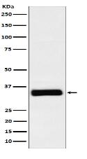 IGFBP2 Antibody