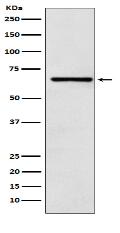 CoREST Antibody