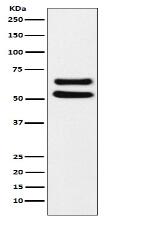 Ikaros Antibody