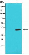 Phospho-c-Jun (Ser63) Antibody