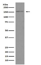 Brd4 Antibody