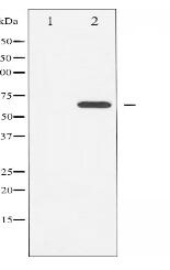 LKB1 Antibody