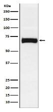 Nectin 2 Antibody