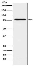 SUN2 Antibody