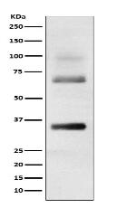 Loricrin Antibody