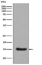 Midkine Antibody