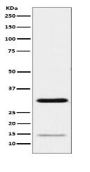 Geminin Antibody