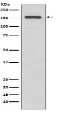 Integrin alpha 2 Antibody