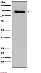 pan Cadherin Antibody
