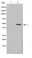 Phospho-CtBP1(Ser422) Antibody