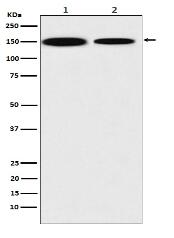 KDM4A Antibody