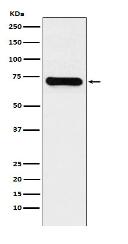 LysRS Antibody