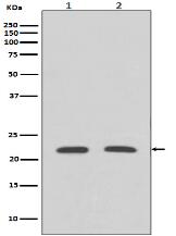 Rho A Antibody
