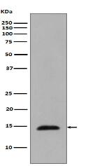Phospho-Histone H2B (T129) Antibody