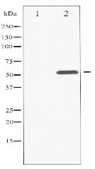 Phospho-ATF2 (Thr73 or 55) Antibody