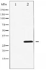 Phospho-CDK1/CDC2 (Thr14) Antibody