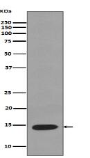 Lysozyme Antibody