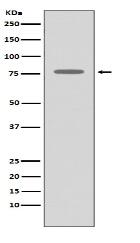 GRK2 Antibody