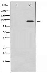 Phospho-CD44 (Ser706) Antibody